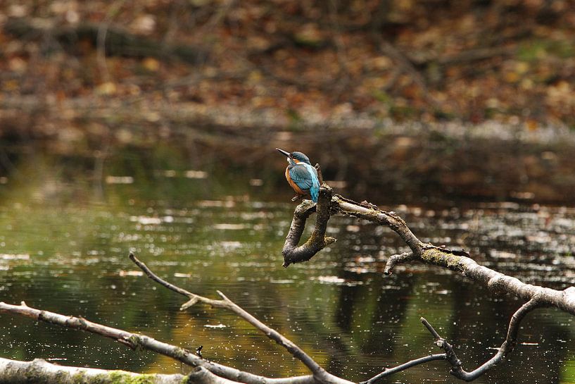 Eisvogel I von Anja Bagunk