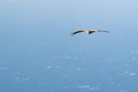 Griffon vulture at the Strait of Gibraltar