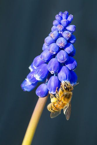 Bee insect eating nectar on blue grape hyacinths flower