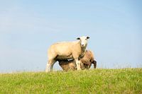 Sheep suckling on a dike in front of a blue sky