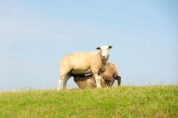 Sheep suckling on a dike in front of a blue sky by Hans-Jürgen Janda