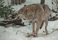 Un loup grogne en protégeant la viande de sa proie. Un loup dans la neige d'une forêt d'hiver est un par Michael Semenov Aperçu