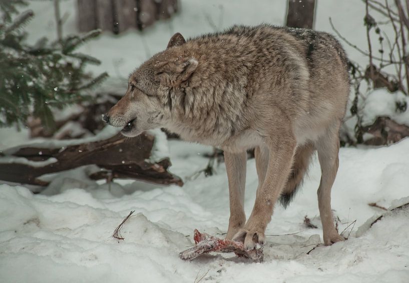 Un loup grogne en protégeant la viande de sa proie. Un loup dans la neige d'une forêt d'hiver est un par Michael Semenov