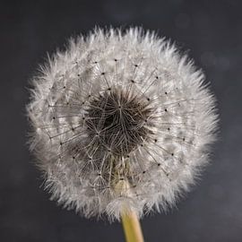 Ich wünsche..... (eine Pusteblume in hell mit grau) von Marjolijn van den Berg