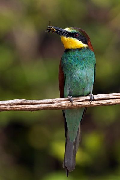 Bee-eater by Wim Frank