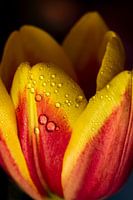 Tulpenbloesem met waterdruppels