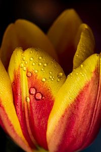 Fleur de tulipe avec goutte d'eau sur Dieter Walther