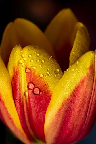 Tulpenbloesem met waterdruppels