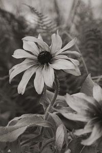 De imperfectie van een bloem op foto in vintage style van Photo Atelier