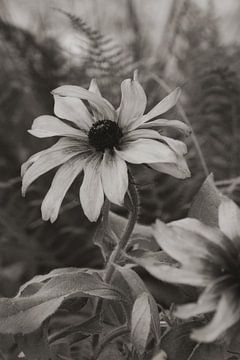 De imperfectie van een bloem op foto in vintage style van Photo Atelier