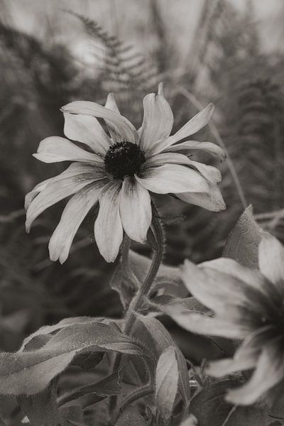 L'imperfection d'une fleur en photo de style vintage par Photo Atelier
