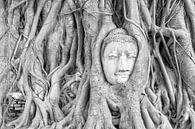 Buddhist statue in a tree in Ayutthaya by Richard van der Woude thumbnail