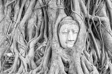 Boeddhabeeld in een boom in Ayutthaya van Richard van der Woude
