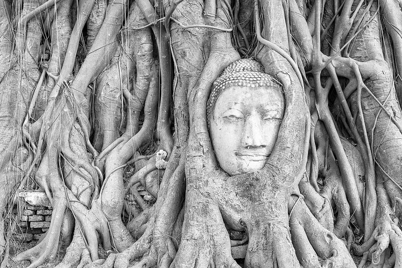Buddhist statue in a tree in Ayutthaya by Richard van der Woude