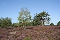 Magnifique ! La fleur de bruyère 2019 No. 4