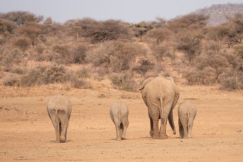 Samen op weg: Moeder olifant met jongen in pastelkleuren | Wildlife Natuurfotografie