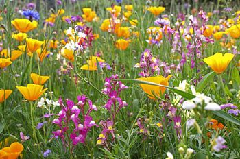 Colourful field of wild flowers