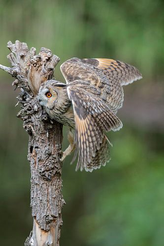 Long-eared owl climbs the tree.