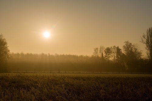 Een magische ochtend in het bos