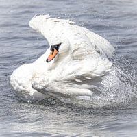 Höckerschwan auf dem Wasser