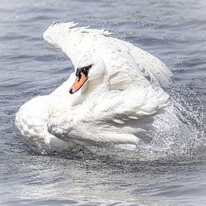 Cygne tuberculé dans l'eau