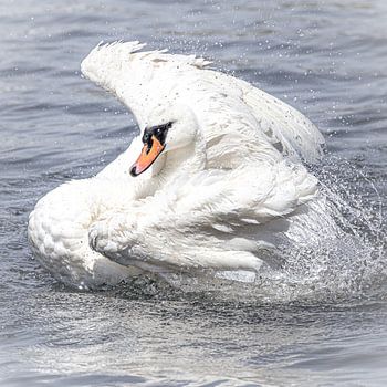 Knobbelzwaan in het water