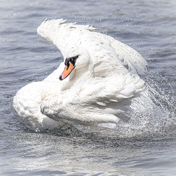 Höckerschwan auf dem Wasser von GyGa foto's