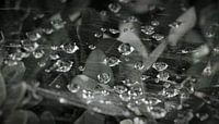 morning dew