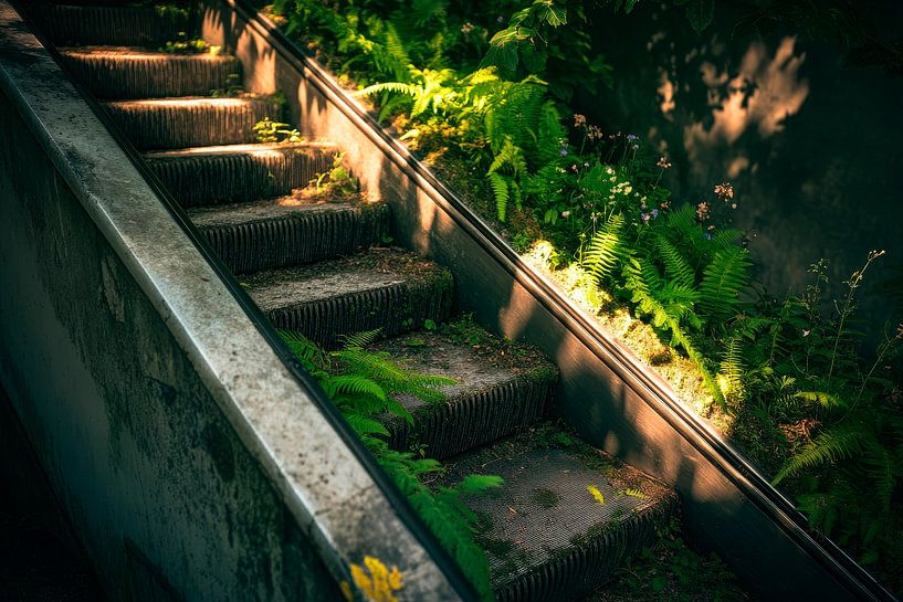 Sunlit staircase with plants by Poster Art Shop