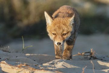 Red fox cub von Menno Schaefer