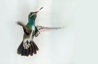 Kolibrie von Peter R Miniaturansicht