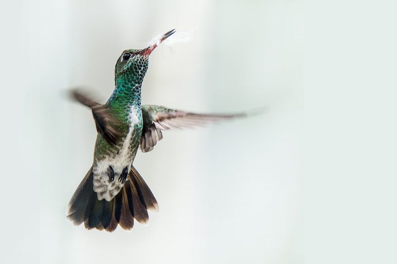 Kolibrie par Peter R