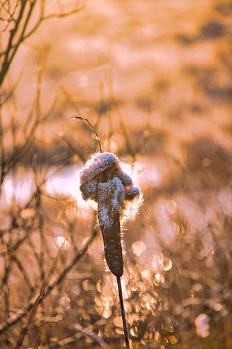 Rietsigaar aan het einde van de winter