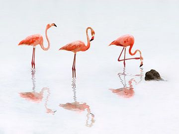 Flamingos von Peter Mensink