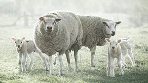 Lämmer und Schafe im Abendlicht von Willy Sengers