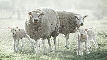Lämmer und Schafe im Abendlicht