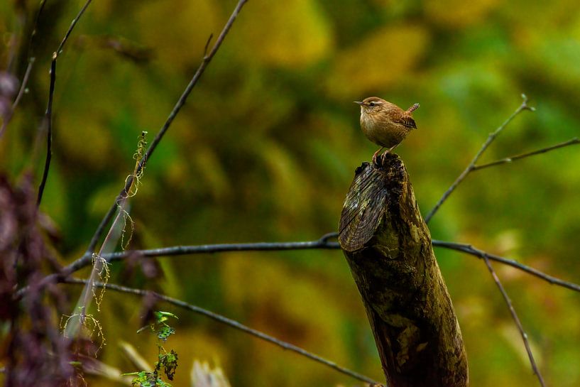 Troglodyte mignon par Rnoot in beeld