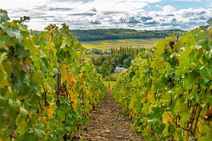 Ansicht eines Dorfes in der französischen Champagne mit Trauben im Vordergrund