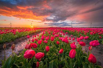 Zwiebelfeld mit roten Tulpen | Landschaftsfotografie | Sonnenuntergang in Flevoland von Marijn Alons