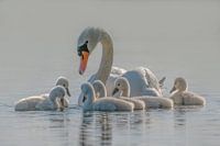 Mom is the whole world for babies.