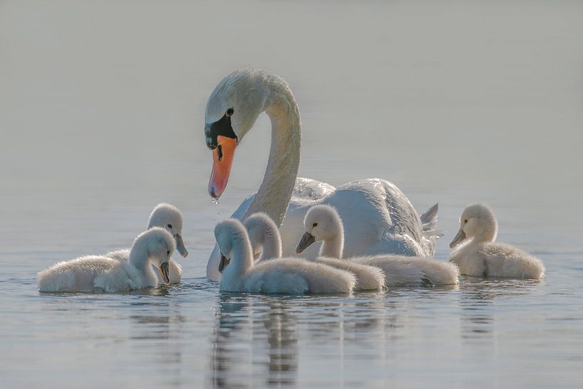 Mom is the whole world for babies. by Tracy 