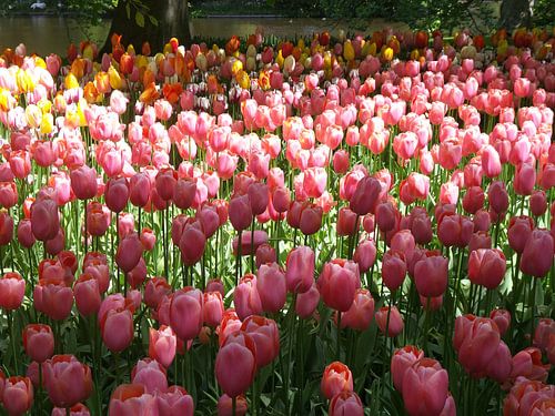 Keukenhof bloemen