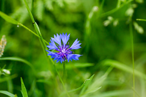Petit bleuet