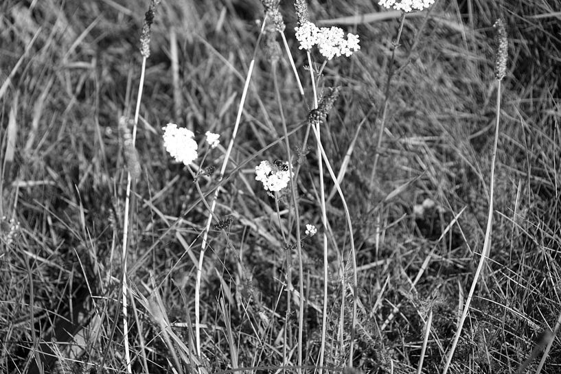 Die Natur entdecken in einem Waldgebiet im Emsland, Niedersachsen, Deutschland von Bianca Meyering Fotos - BMF