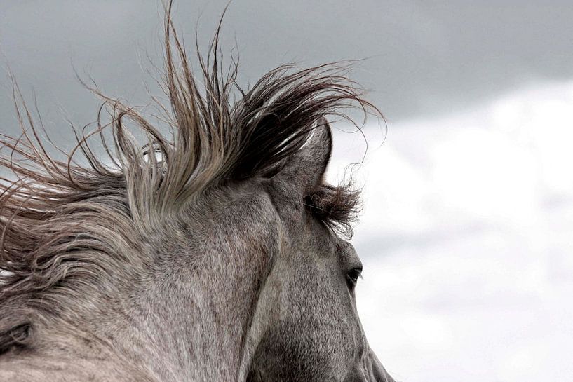 Lusitano Hengst by Wybrich Warns