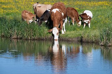 Een groep runderen aan de oever van een rivier van Ulrike Leone