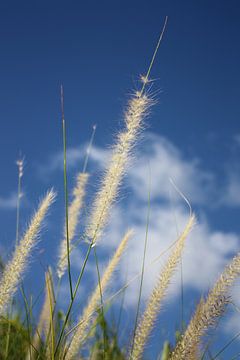 Oreilles d'herbe sur fond de ciel bleu sur Monique Maessen-Demoet