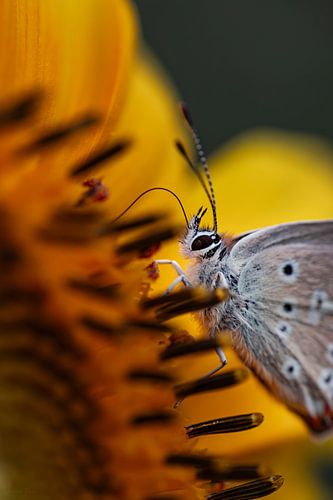 Macro Art 2