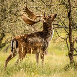 hert van meinard wolters