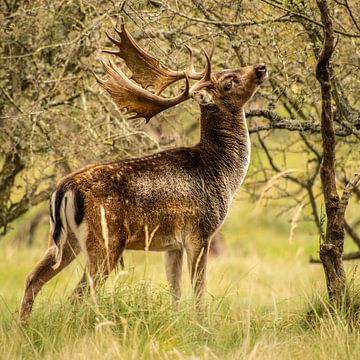 cerf sur meinard wolters